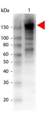 Western Blot: alpha 2-Macroglobulin Antibody [Biotin] [NB600-939] - Lane 1: alpha 2-Macroglobulin Antibody. Lane 2: none. Load: 100 ug per lane. Primary antibody:alpha 2-Macroglobulin  biotin conjugated antibody at 1:1000 for overnight at 4C. Secondary antibody: HRP Streptavidin secondary antibody at 1:40,000 for 30 min at RT. Blocking buffer for 30 min at RT. Predicted/Observed size: 163 kDa, 178 kDa for Alpha-2-Macroglobulin. Other band(s): Alpha-2-Macroglobulin splice variants and isoforms.